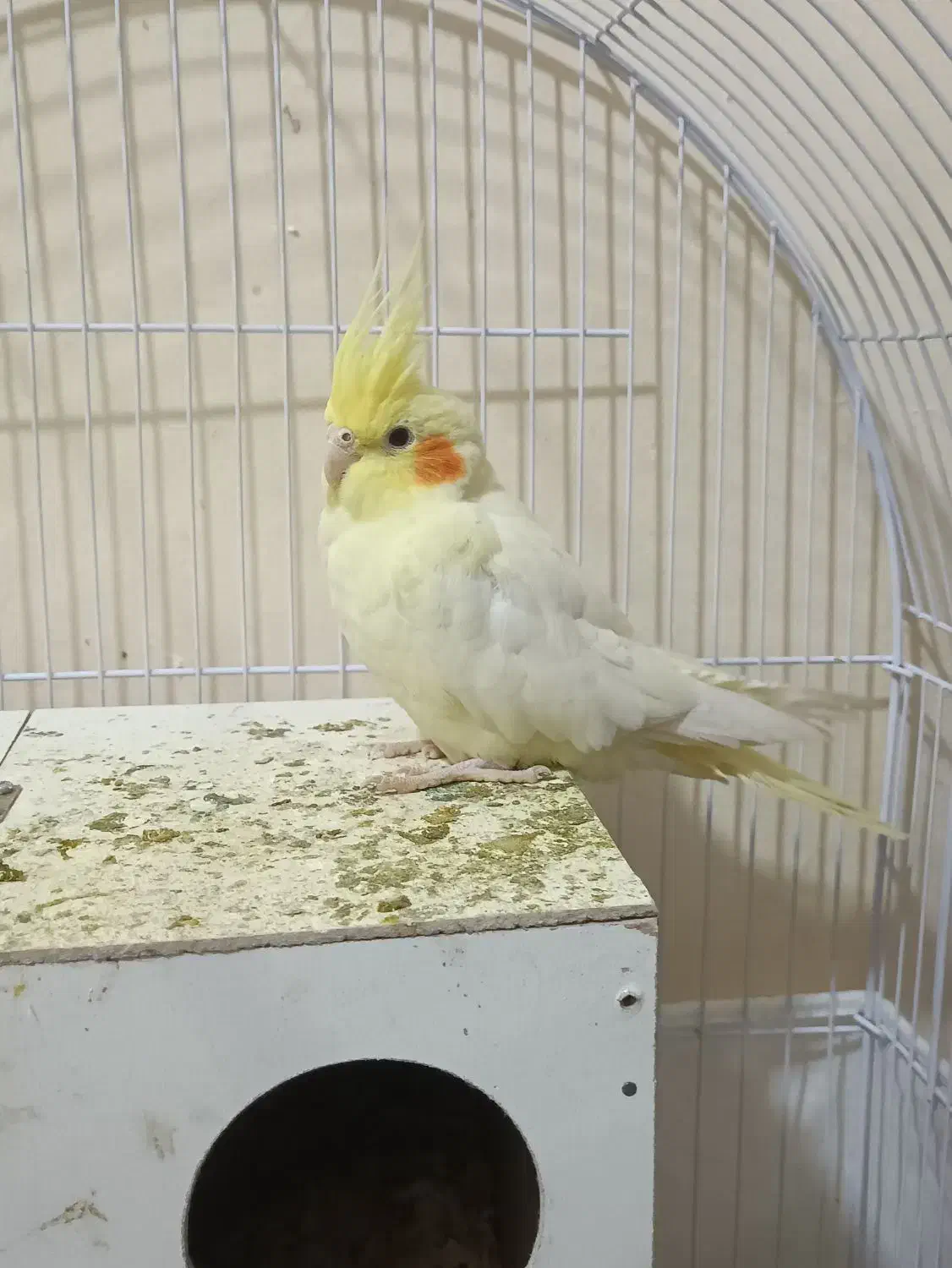 عروس هلندی زعفرانی|پرنده|مشهد, شهرک مهرگان|دیوار