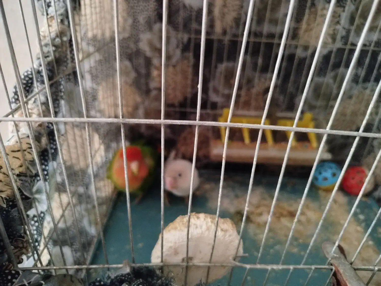 یک جفت طوطی برزیلی نروماده|پرنده|قرچک, زیبا شهر|دیوار