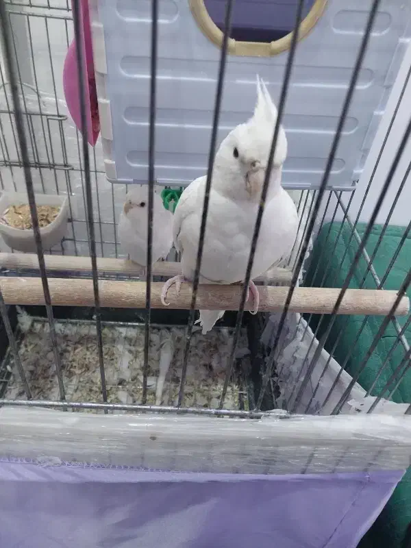 فروش عروس|پرنده|پاکدشت, پاکدشت (مامازند)|دیوار