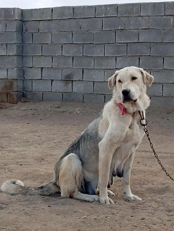 سگ ماده عراقی گمشده|حیوانات|میاندوآب, |دیوار