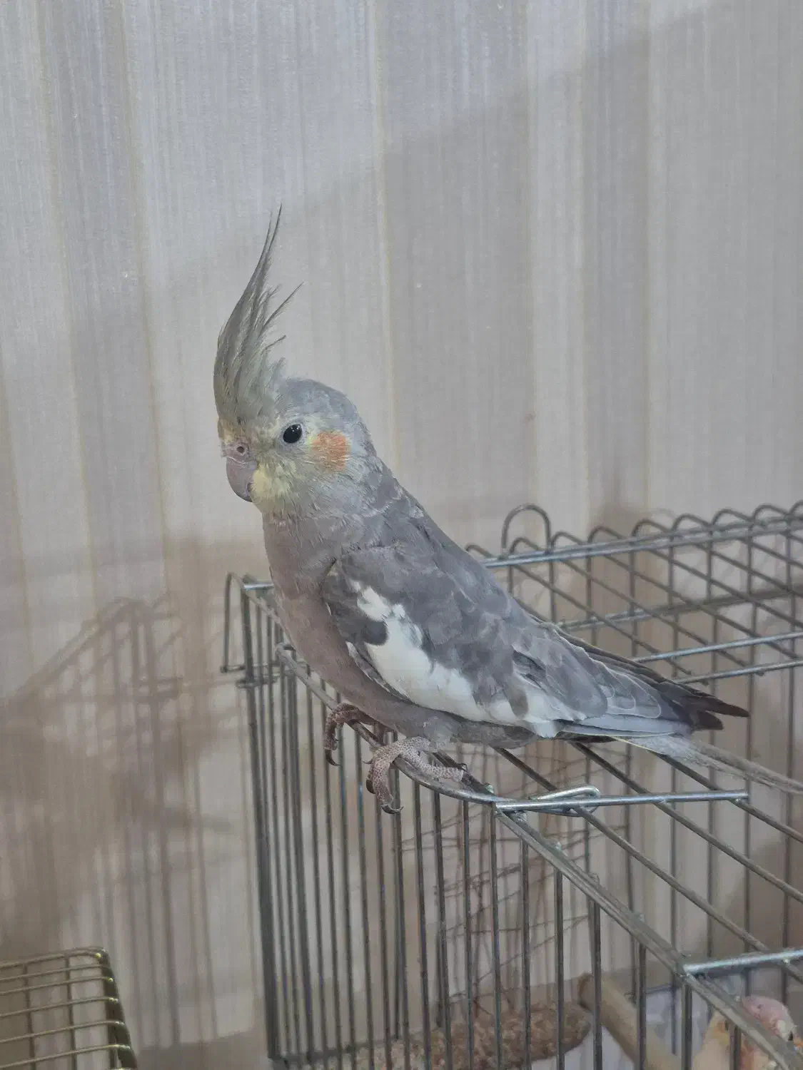 عروس هلندی لوتینو و گری|پرنده|تهران, ابوذر|دیوار