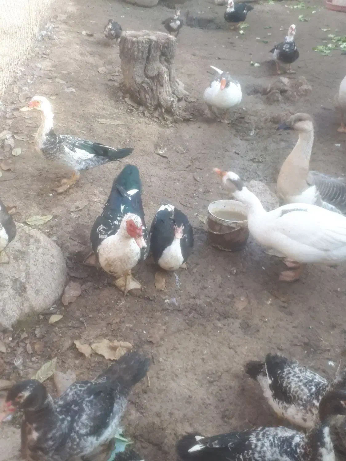 مرغ و خروس اردک و غاز|حیوانات مزرعه|هشتگرد, فاز ۱ مهستان|دیوار