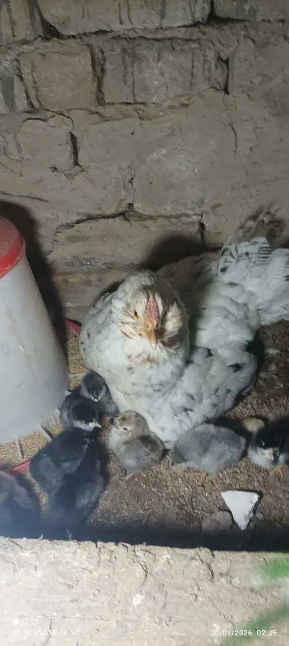 تخم نطفه دار گلین|حیوانات مزرعه|ورامین, ریحان آباد|دیوار