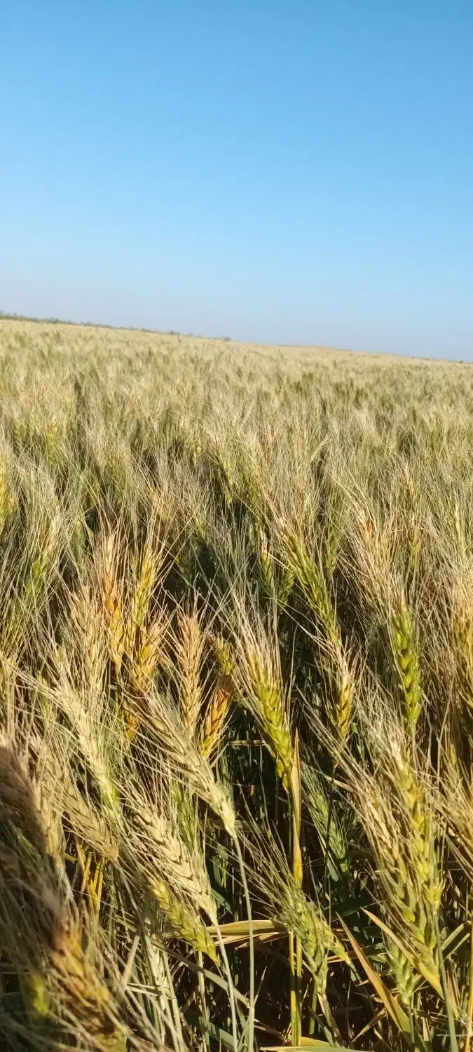 گندم تمیز ۲۷۰۰۰|حراج|سرایان, |دیوار