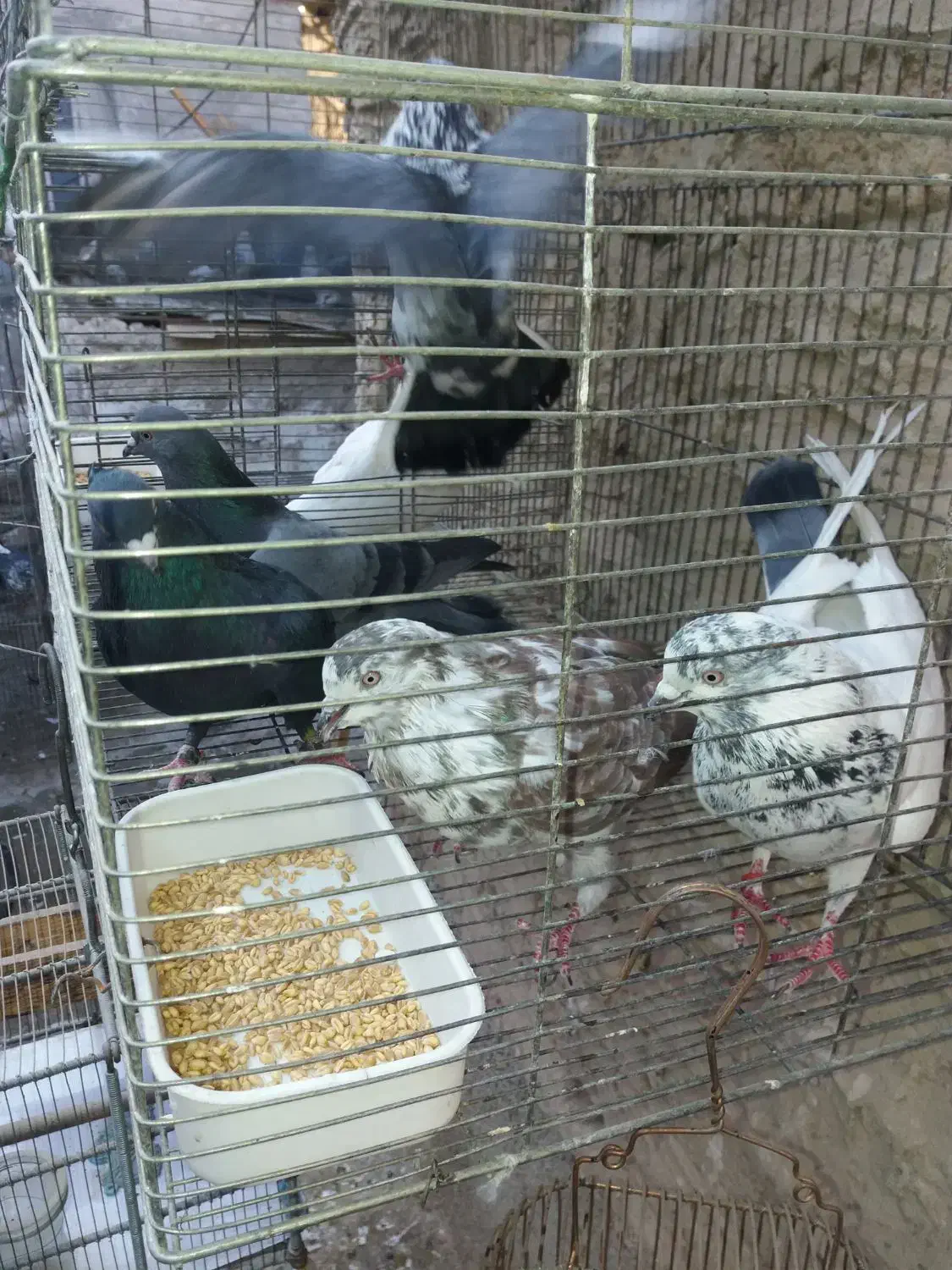 کفتر.کبوتر تهرانی پرشی ساعت دار|پرنده|شهریار, شهرک امیریه|دیوار