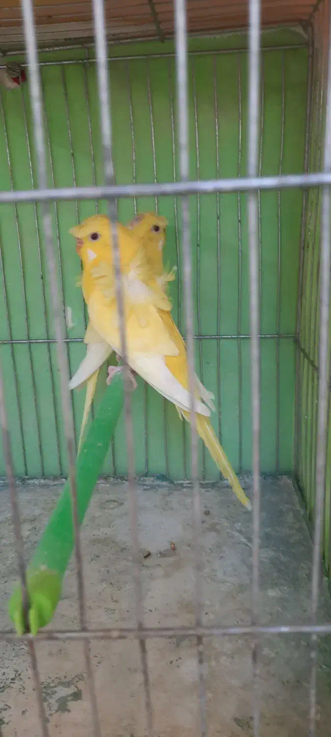 مرغ عشق پروانه ای|پرنده|فولادشهر, مسکن مهر فولادشهر|دیوار