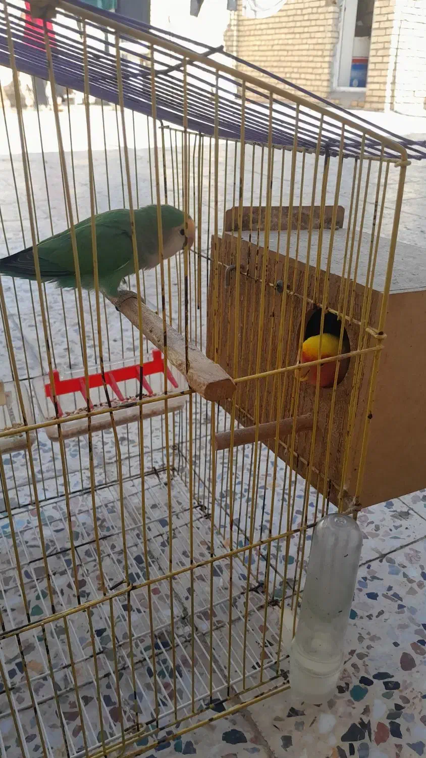 طوطی برزیلی|پرنده|دزفول, |دیوار