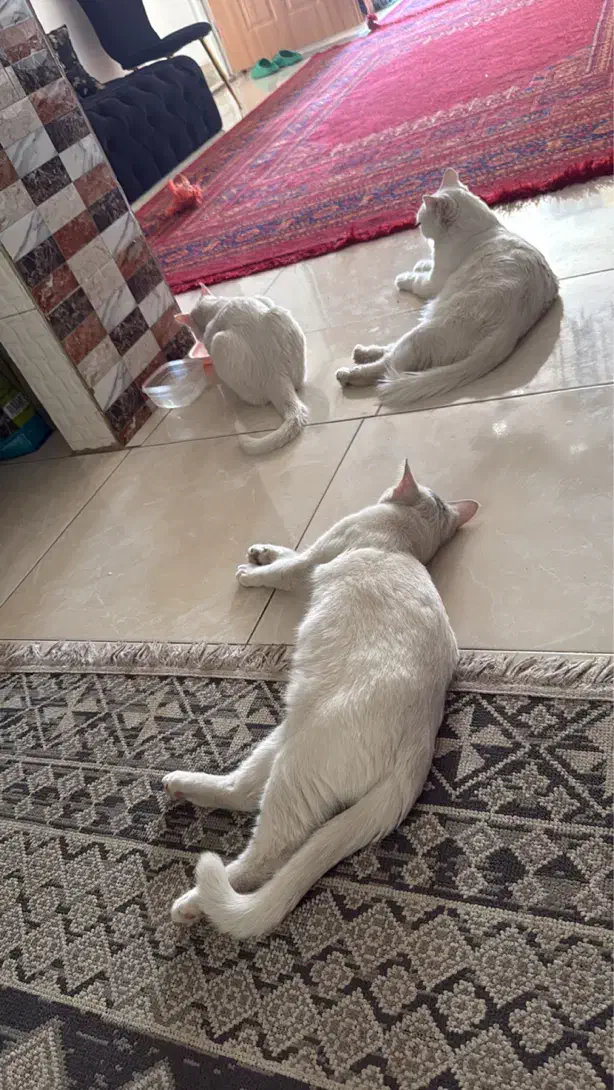 واگذاری دو گربه نر|گربه|شیراز, شهرک مدرس|دیوار