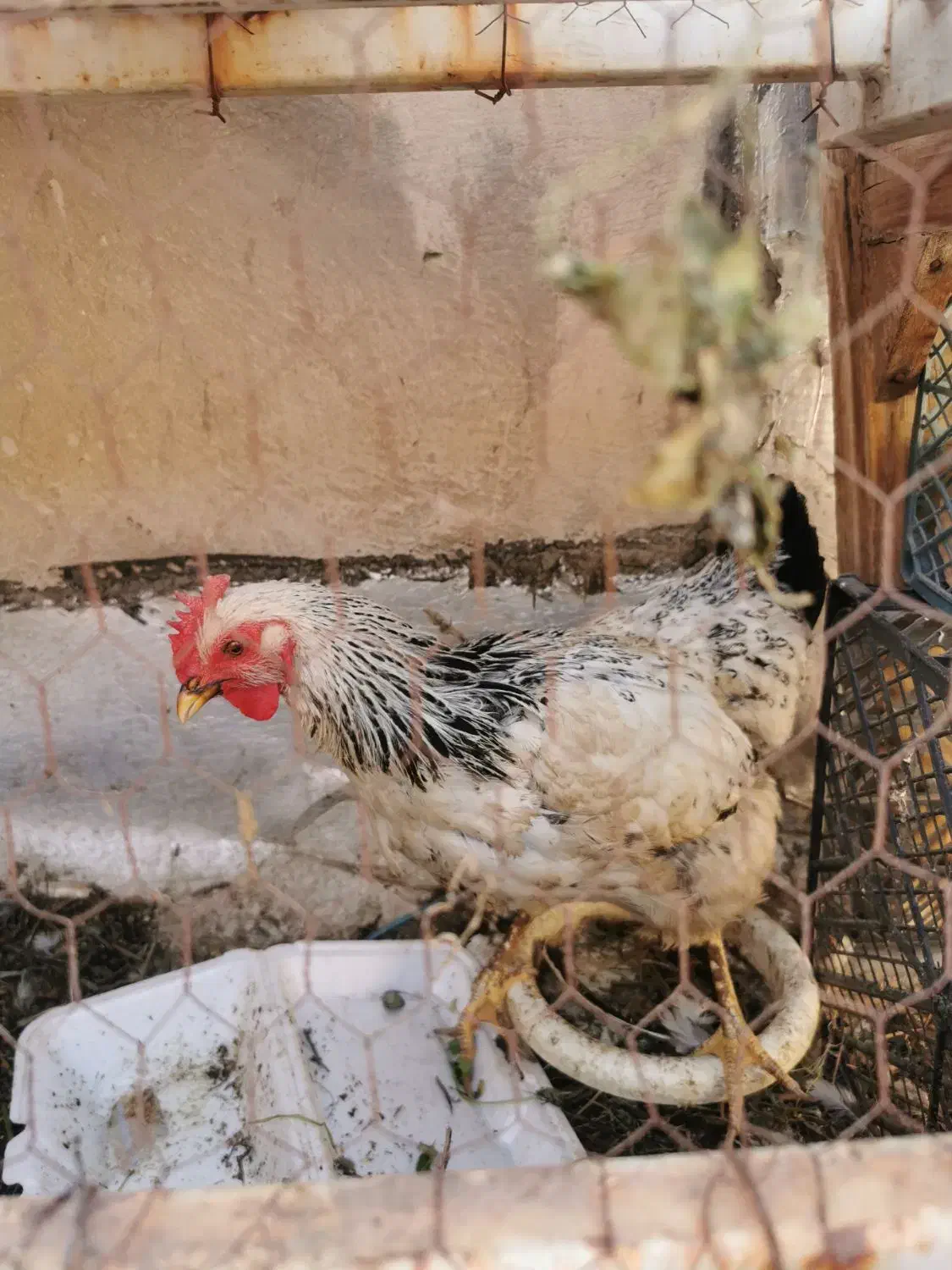 مرغ رسمی جوان|حیوانات مزرعه|قم, شهدا|دیوار