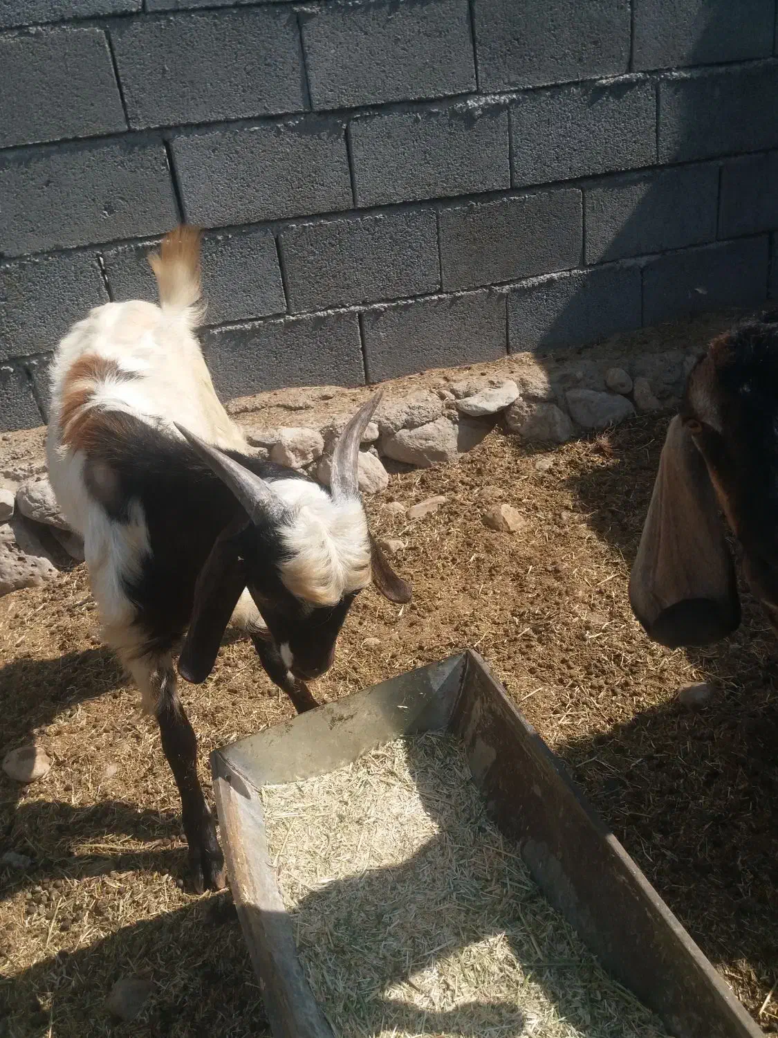 کهره|حیوانات مزرعه|بندرعباس, |دیوار