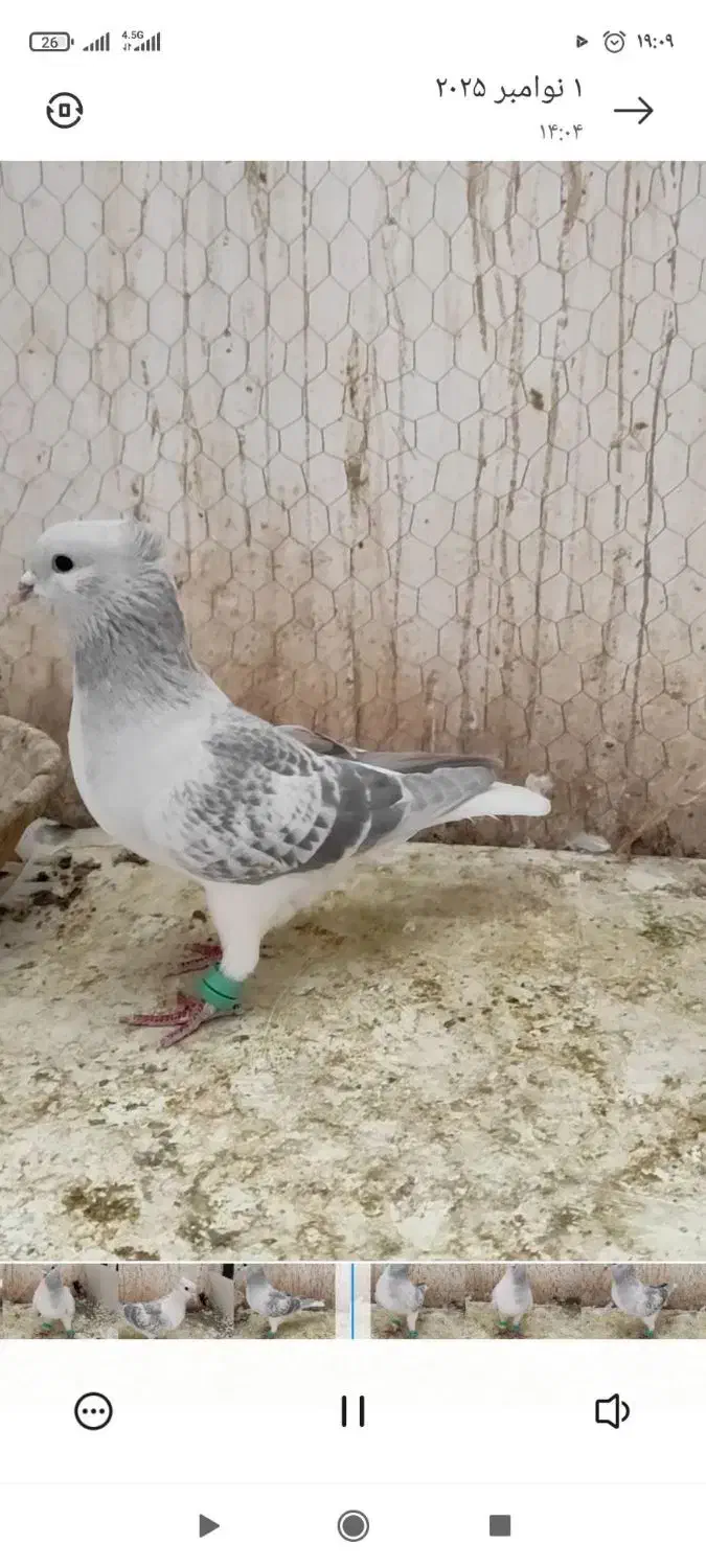 نرساده مگسی|پرنده|فرح دشت, |دیوار