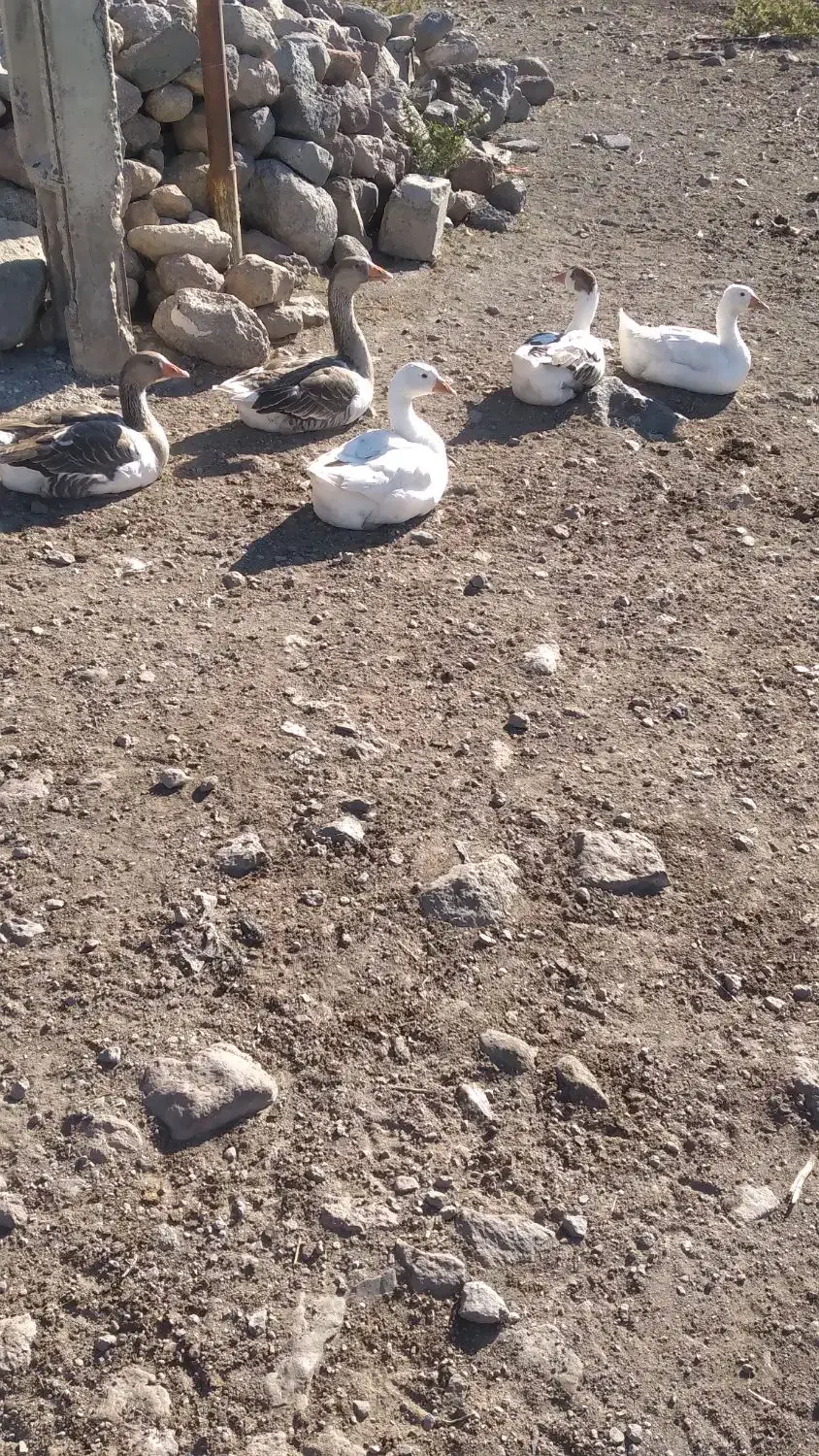 غاز محلی امسال|حیوانات مزرعه|مشگین شهر, |دیوار