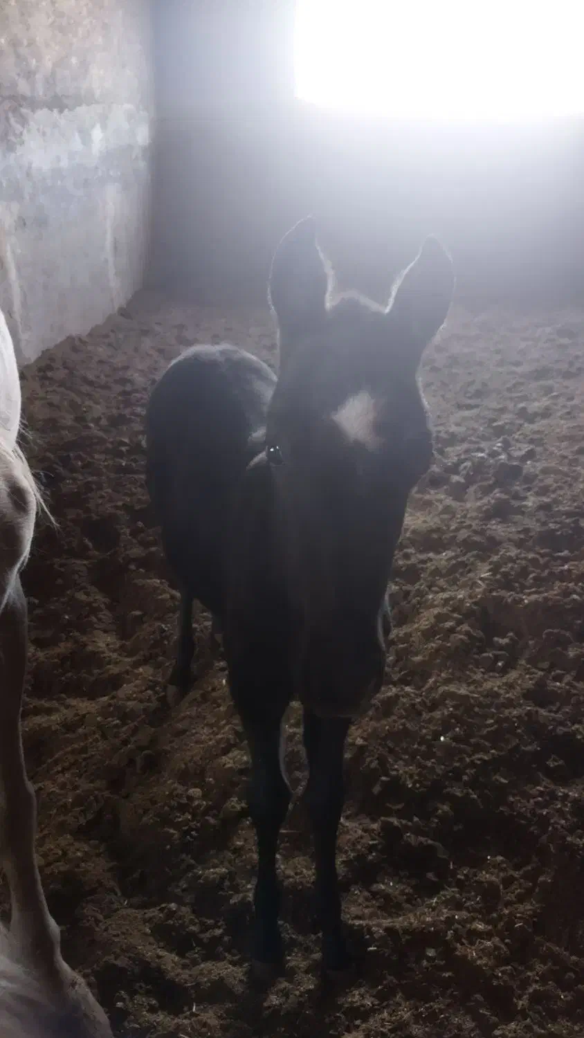 اسب|اسب و تجهیزات اسب‌سواری|شهرکرد, |دیوار