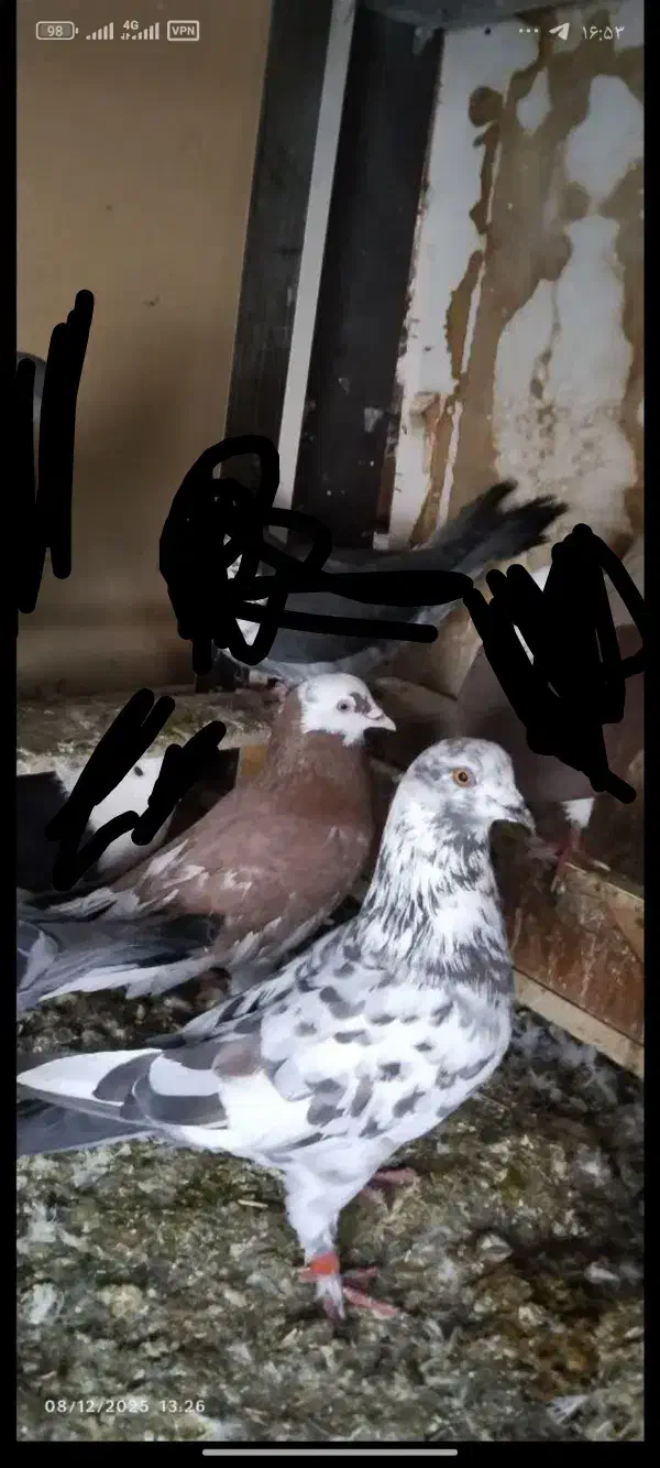 کبوتر رفته|حیوانات|میاندوآب, |دیوار