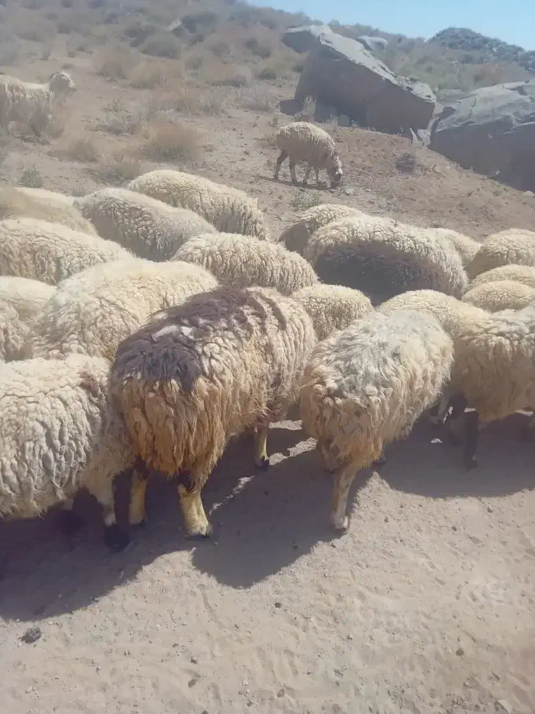 میش محلی|حیوانات مزرعه|سیرجان, |دیوار