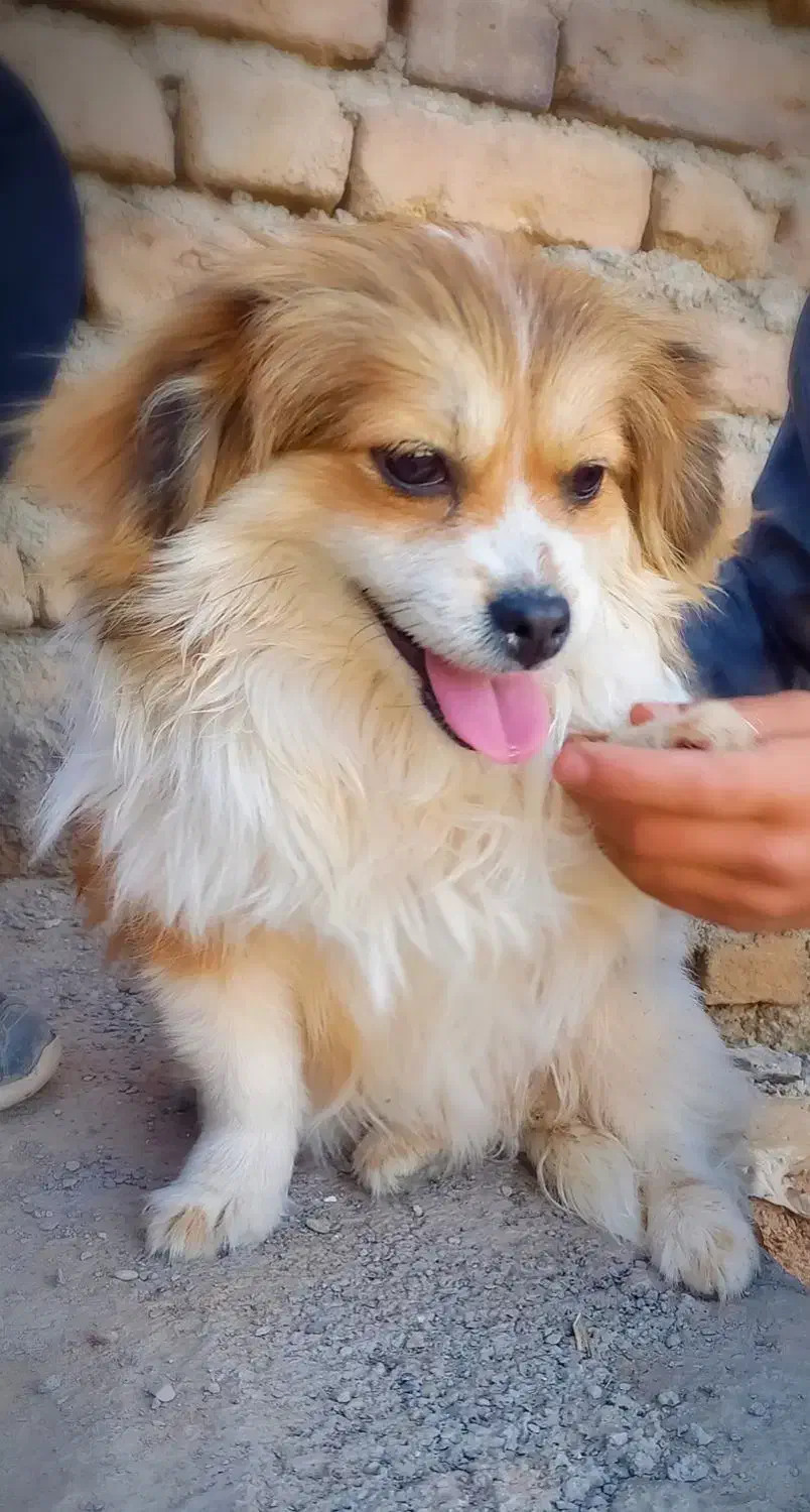 سگ پاکوتاه پیکینیز شکم پور|سگ|زنجان, |دیوار