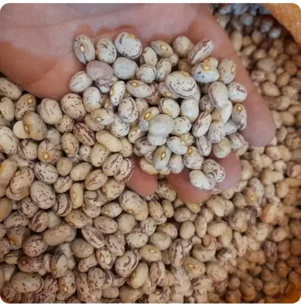 لوبیا چیتی تازه قیمت ۴۲۰تومن|عمدهفروشی|فارسان, |دیوار