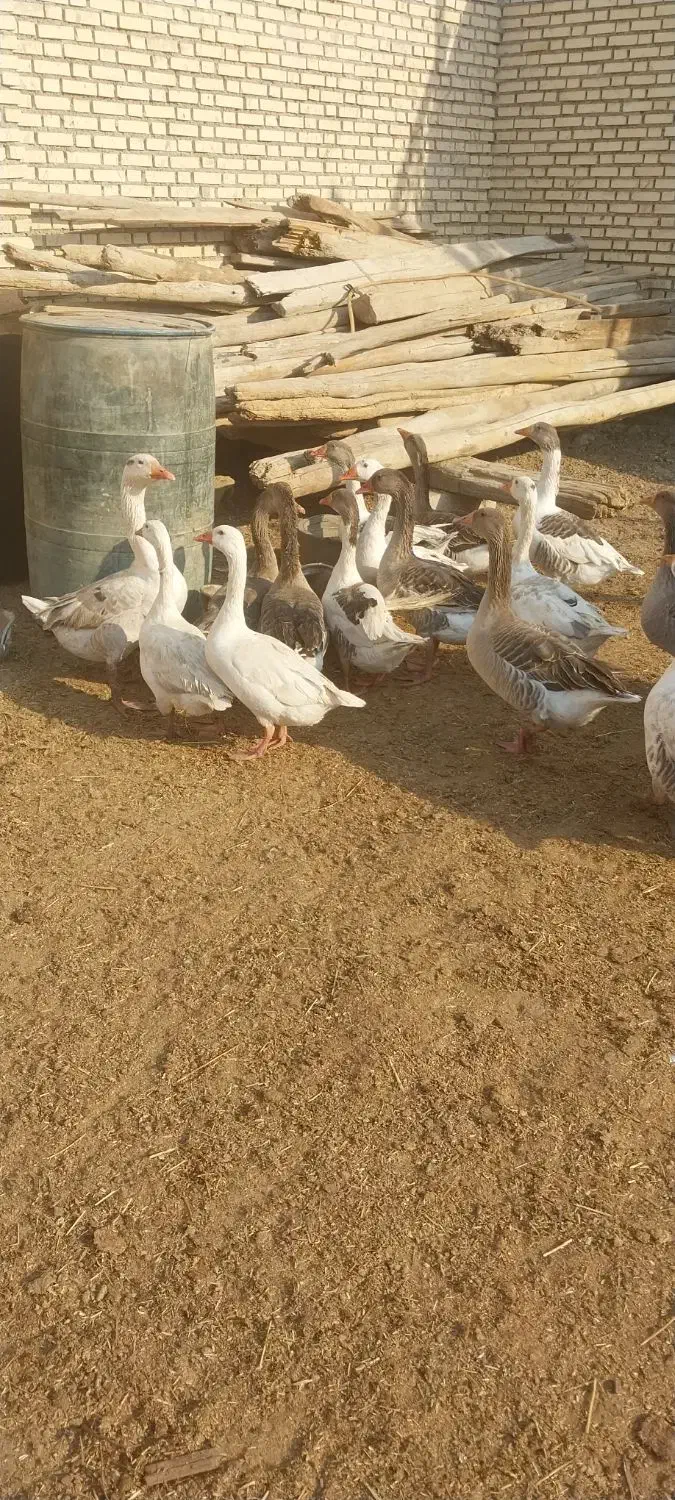 غاز خانگی|حیوانات مزرعه|شادگان, |دیوار