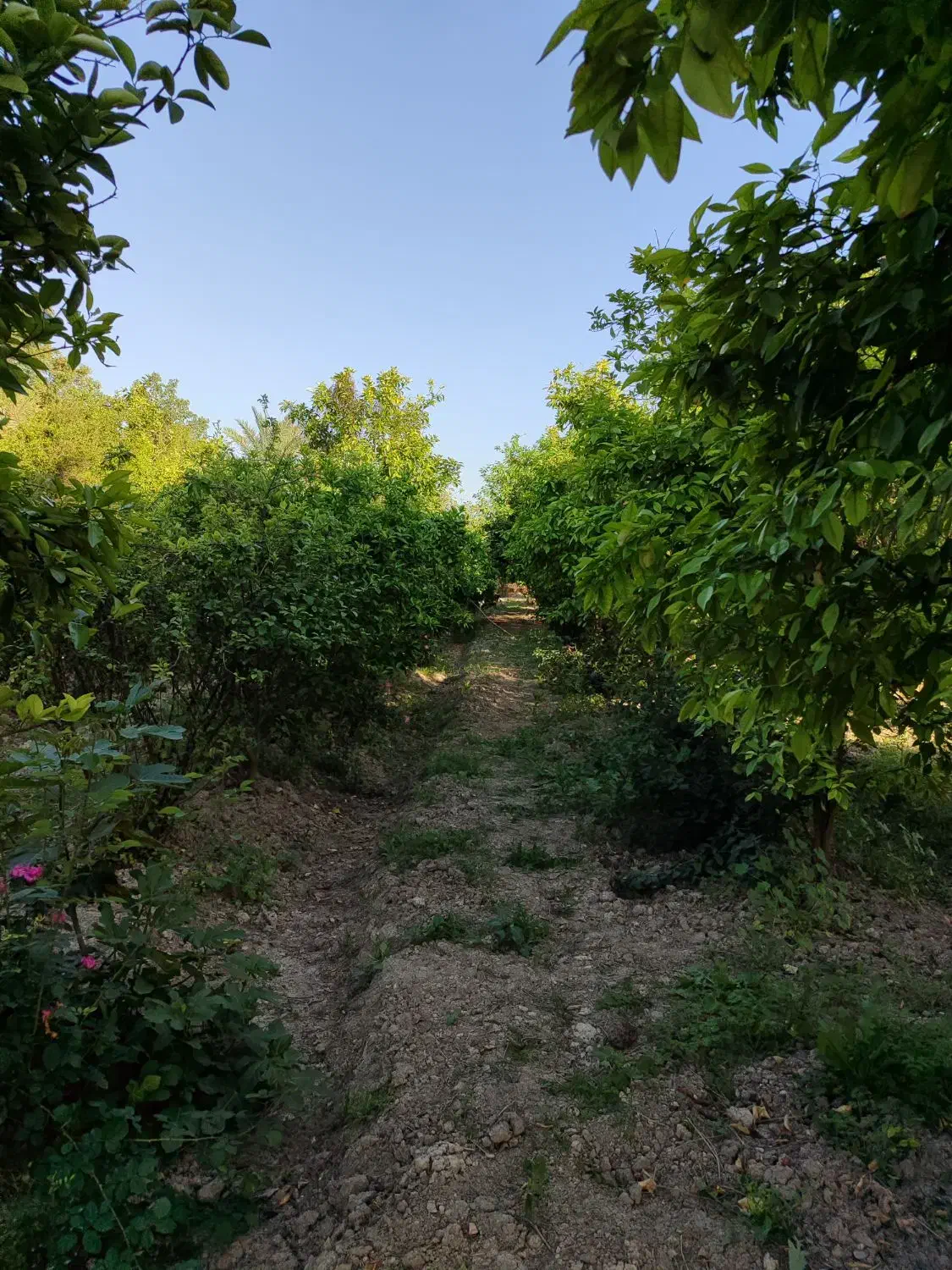 اجاره باغ ویلا|اجارهٔ کوتاه‌مدت ویلا و باغ|رامهرمز, |دیوار