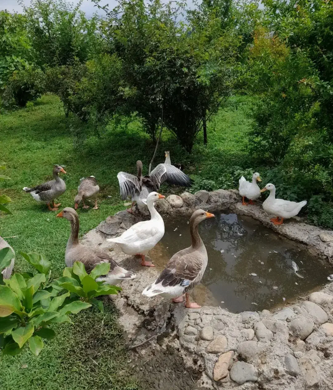 فروش غازمحلی|حیوانات مزرعه|شفت, |دیوار