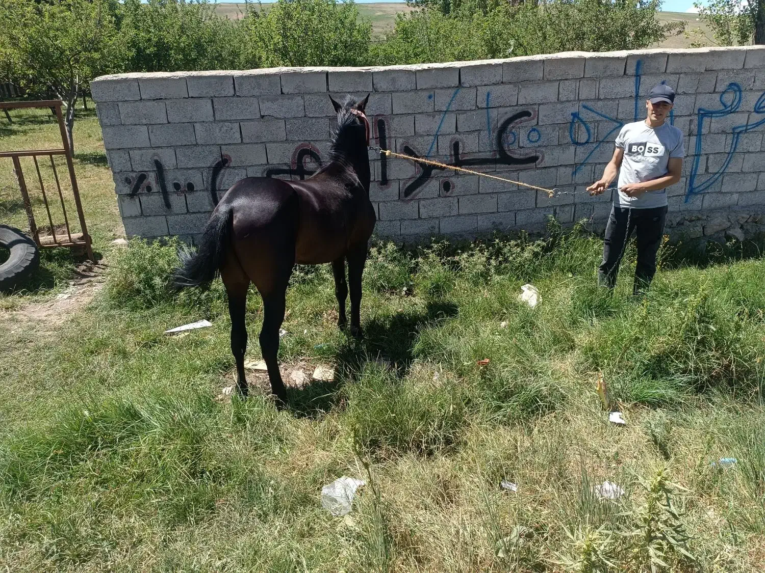 اسب کرد|اسب و تجهیزات اسب‌سواری|اهر, |دیوار