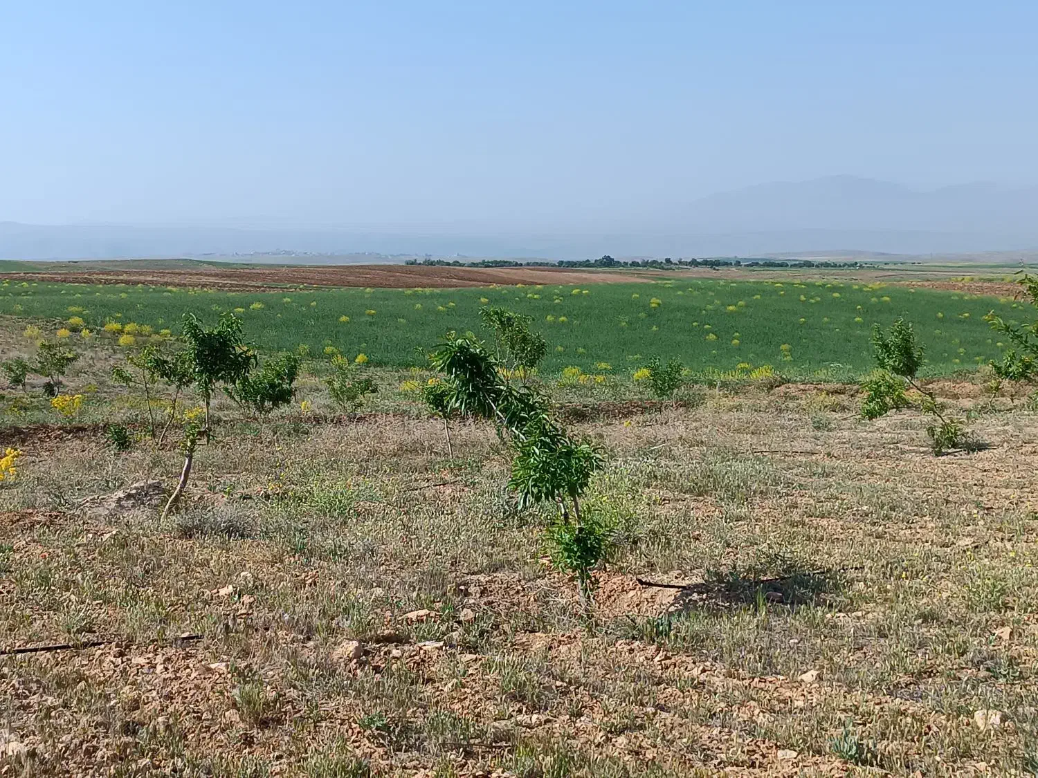 زمین کشاورزی قطره ای به مساحت ده جریب|فروش زمین و ملک کلنگی|چادگان, |دیوار