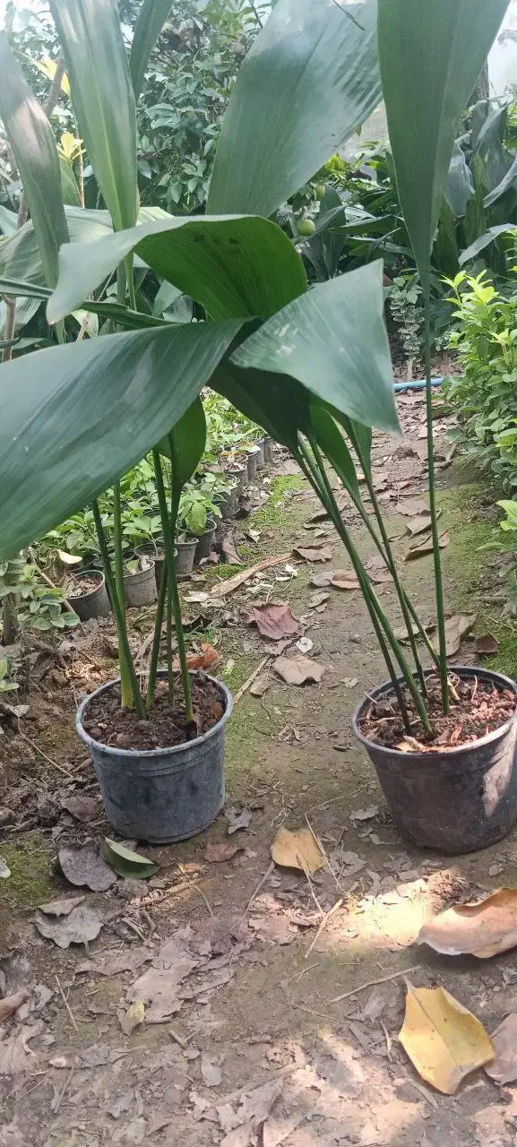 عبایی گلدانی|گل و گیاه طبیعی|بابل, |دیوار