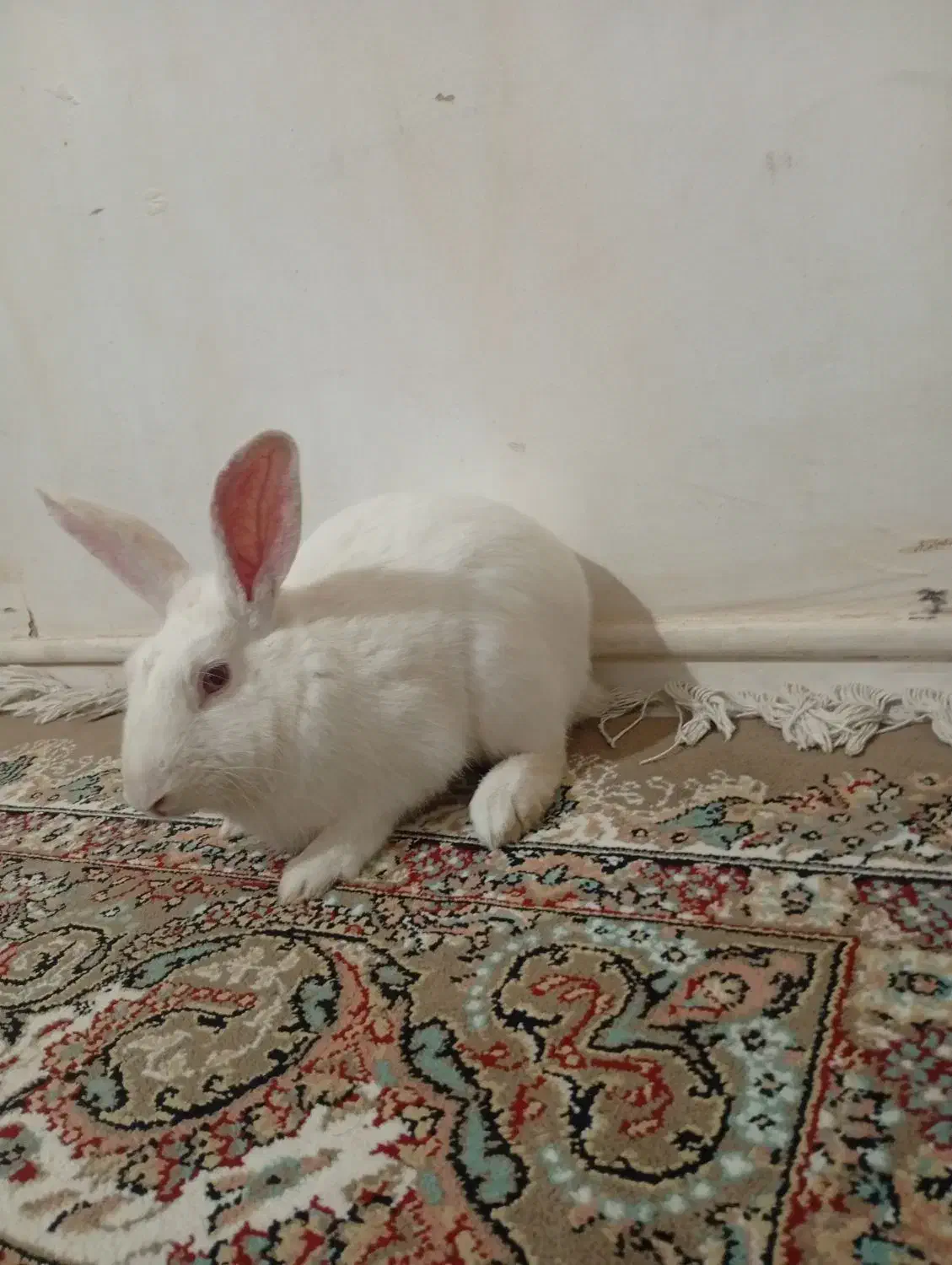 خرگوش نر|موش و خرگوش|بم, |دیوار