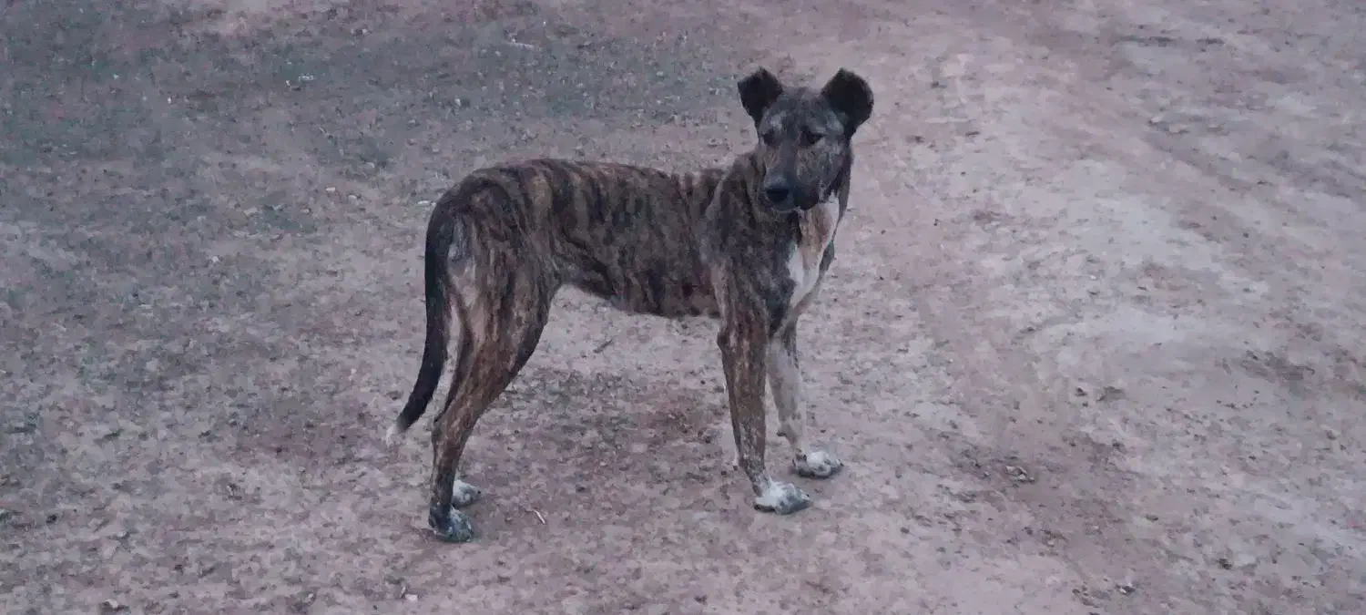 سگ.|سگ|شیروان (خراسان), |دیوار