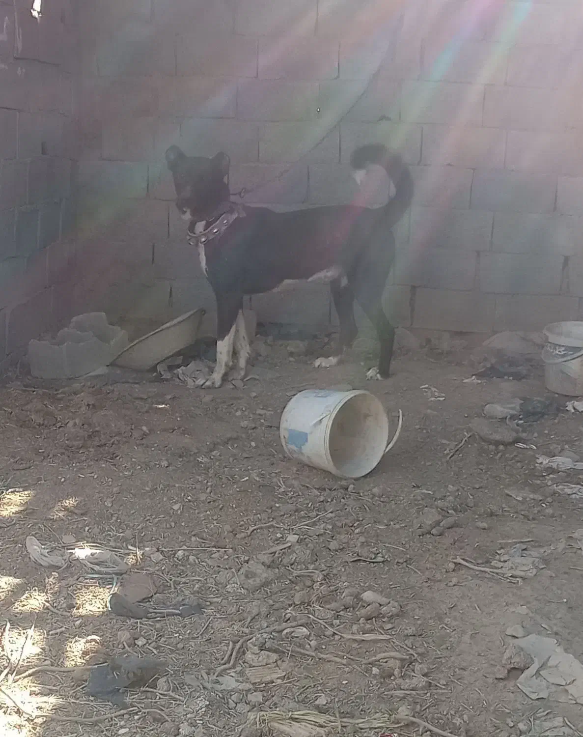 یک عدد سگ دورگ روانی|سگ|شاهینشهر, گزبرخوار|دیوار