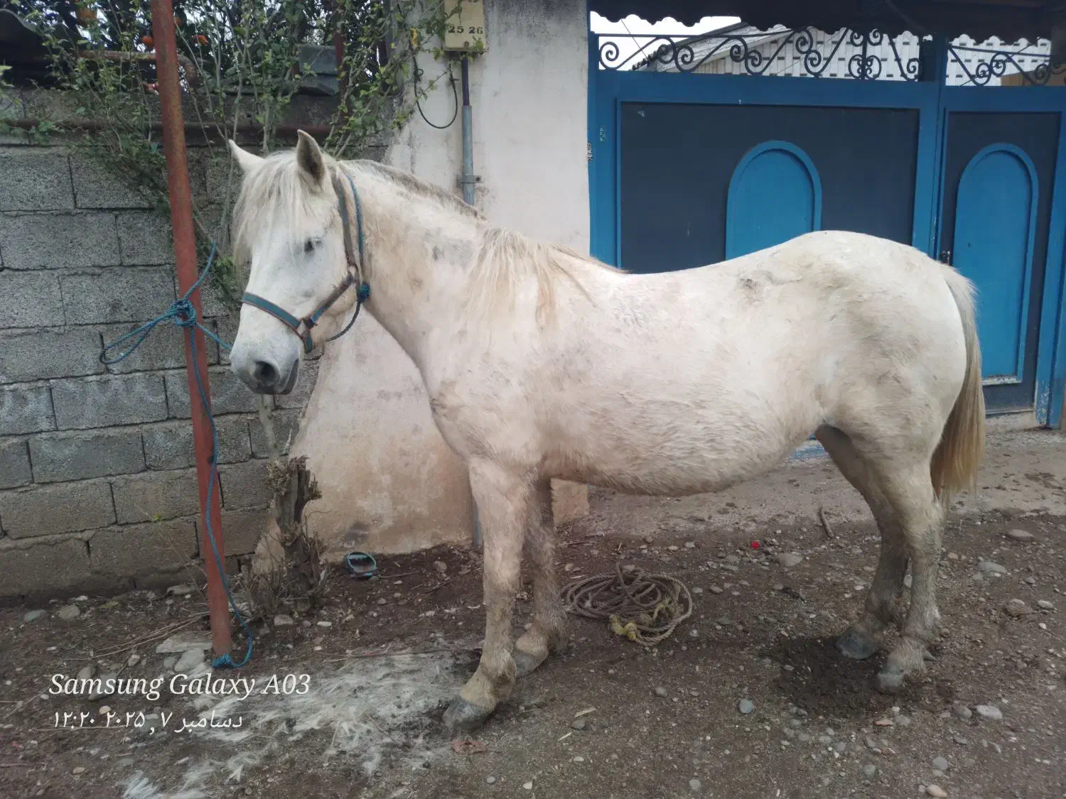 مادیان ۸سال ابستن|اسب و تجهیزات اسب‌سواری|کلاچای, |دیوار