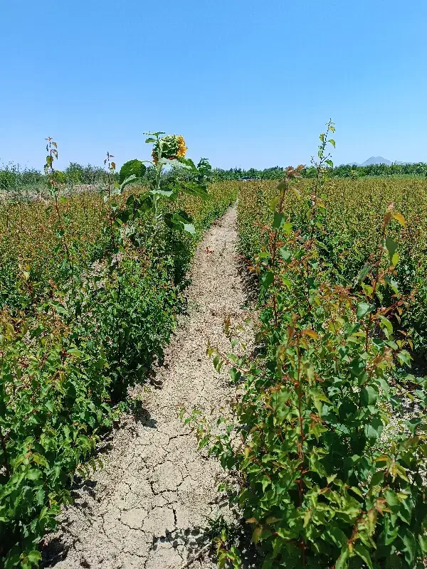 نهال نهالستان|خدمات باغبانی و درختکاری|نوشین شهر, |دیوار