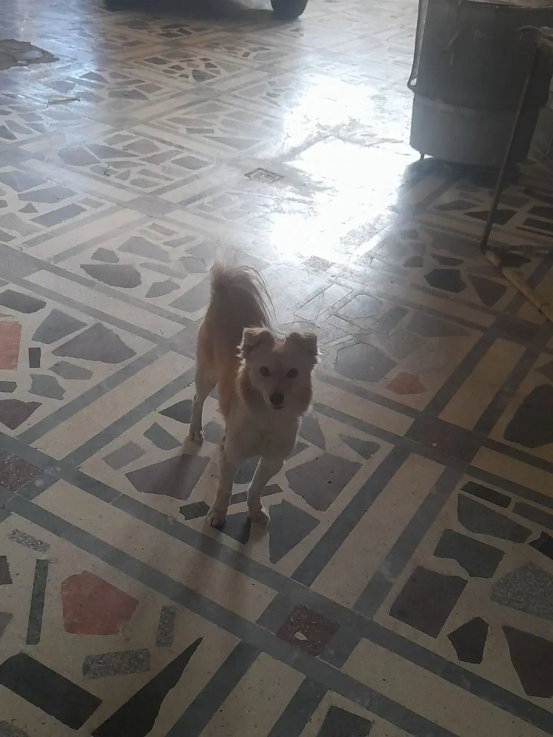 سگ پاکوتاه|سگ|دزفول, |دیوار