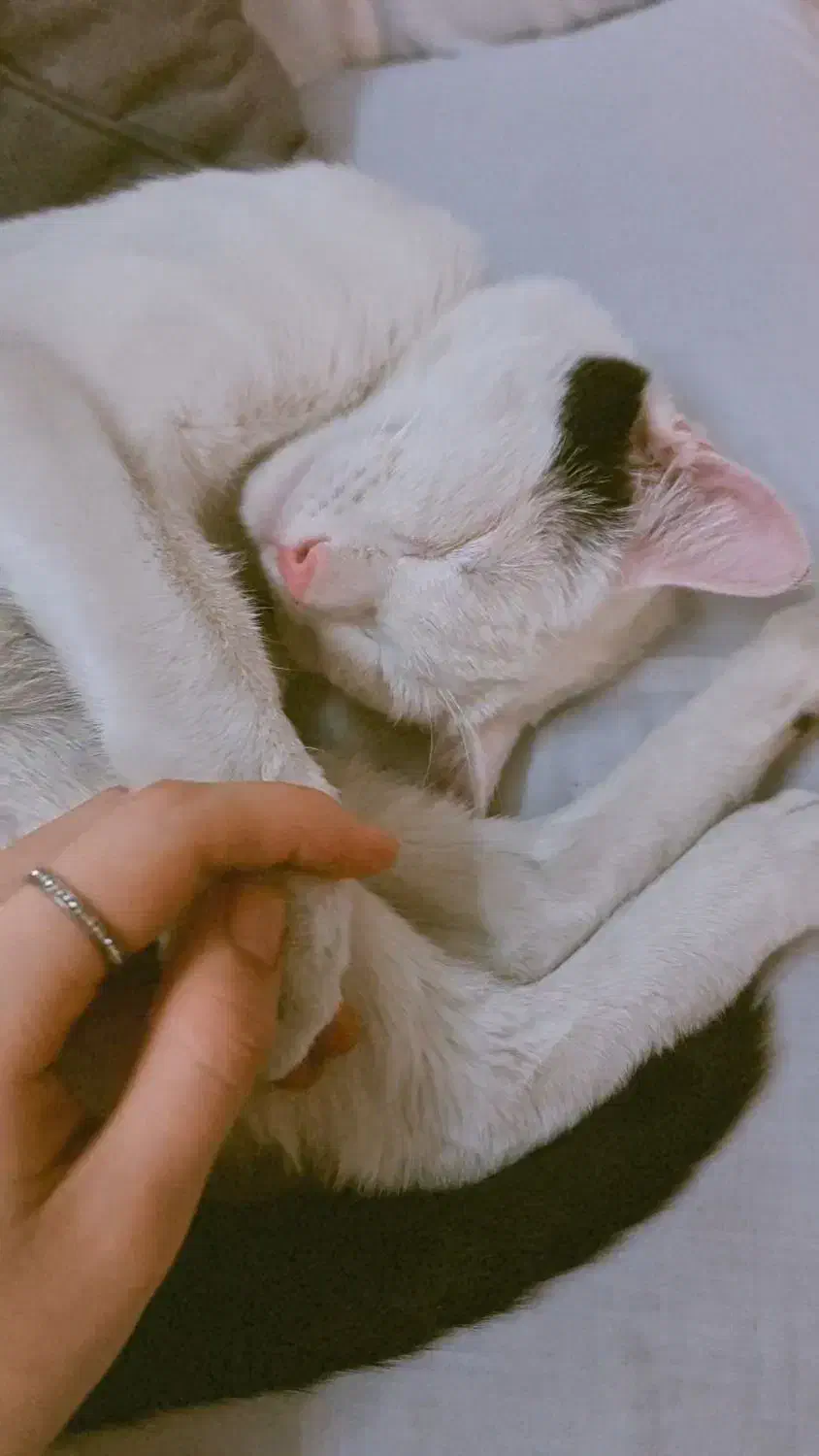 واگذاری گربه نر ۷ ماهه|گربه|قم, تعویض پلاک|دیوار