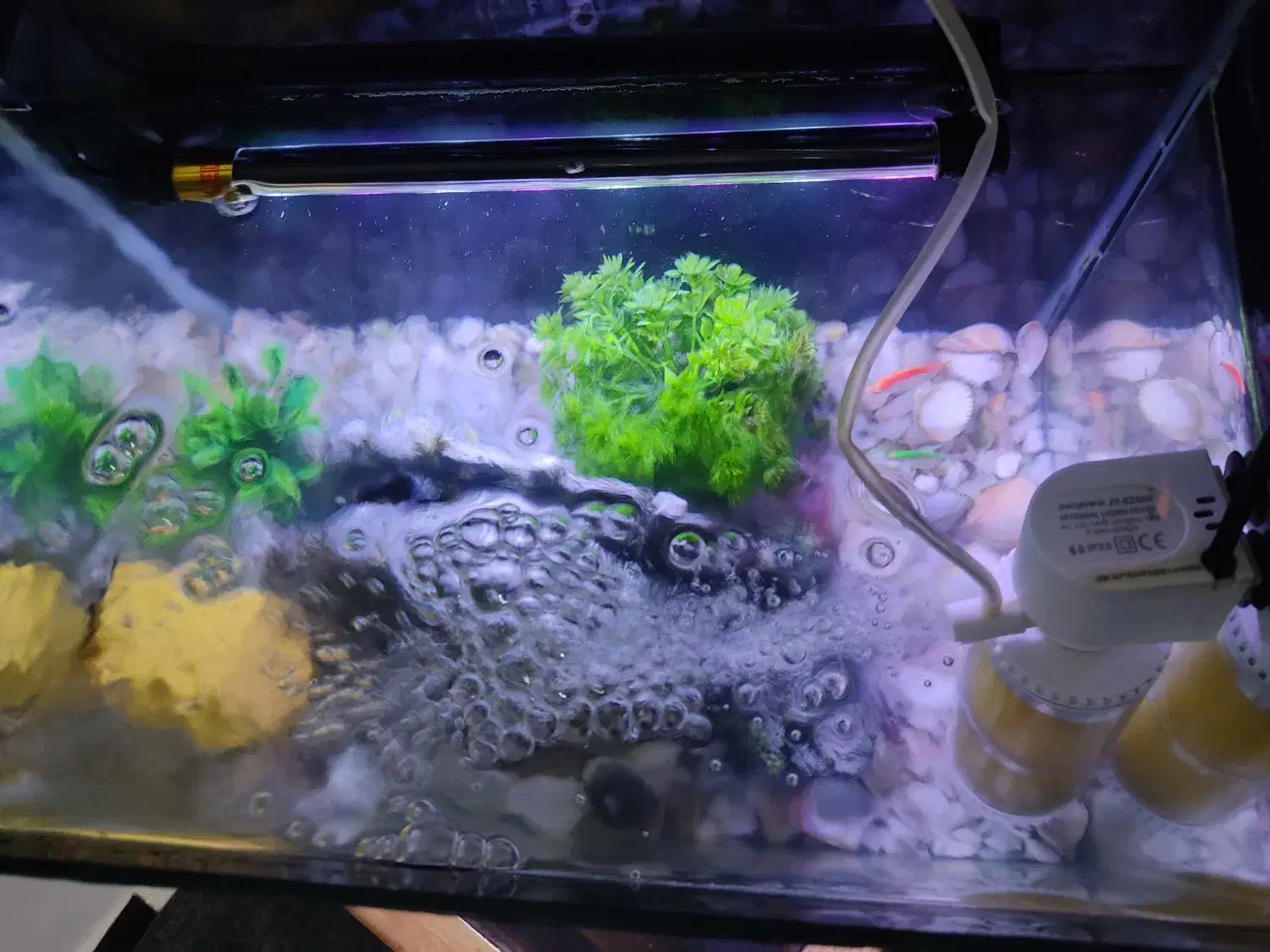 اکواریوم تمیز|ماهی|ارومیه, |دیوار