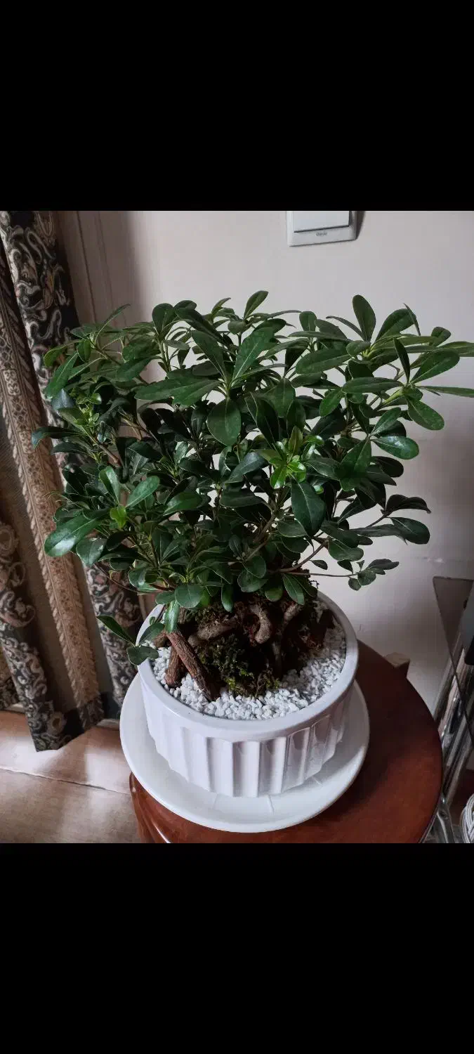 بنسای زاموفیلیا|گل و گیاه طبیعی|تهران, میرداماد|دیوار