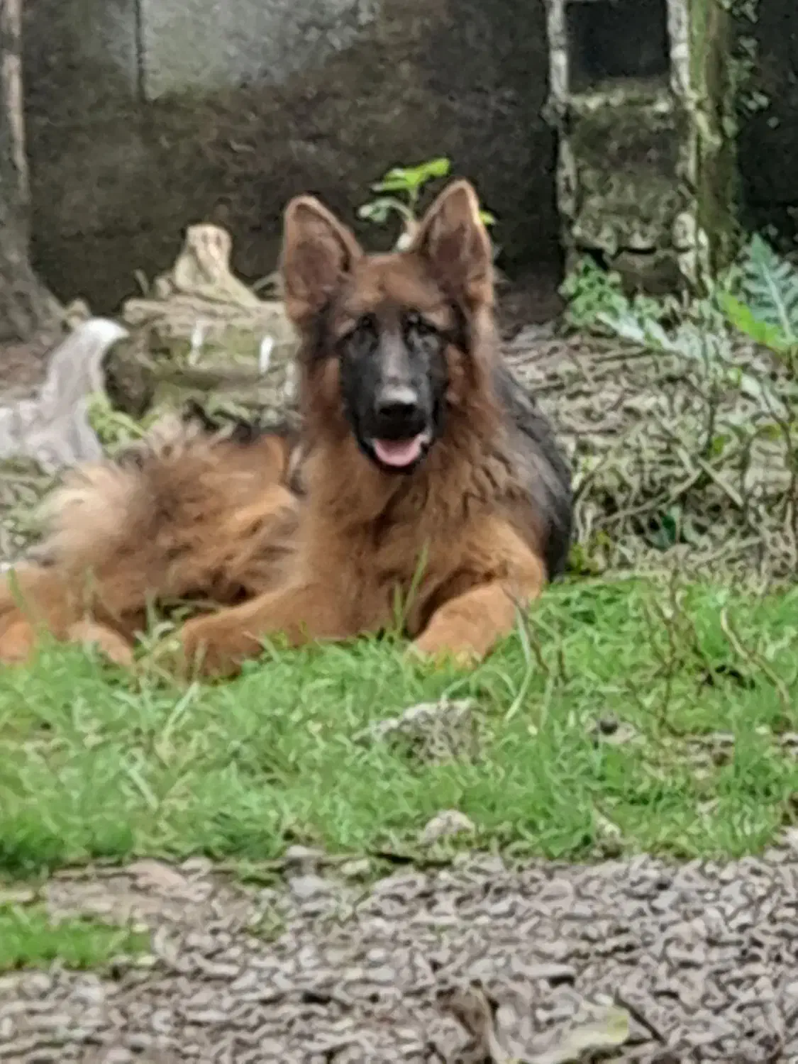 با سلام . ژرمن موبلند بلک فیس ۷ ماهه|سگ|سنگر, |دیوار