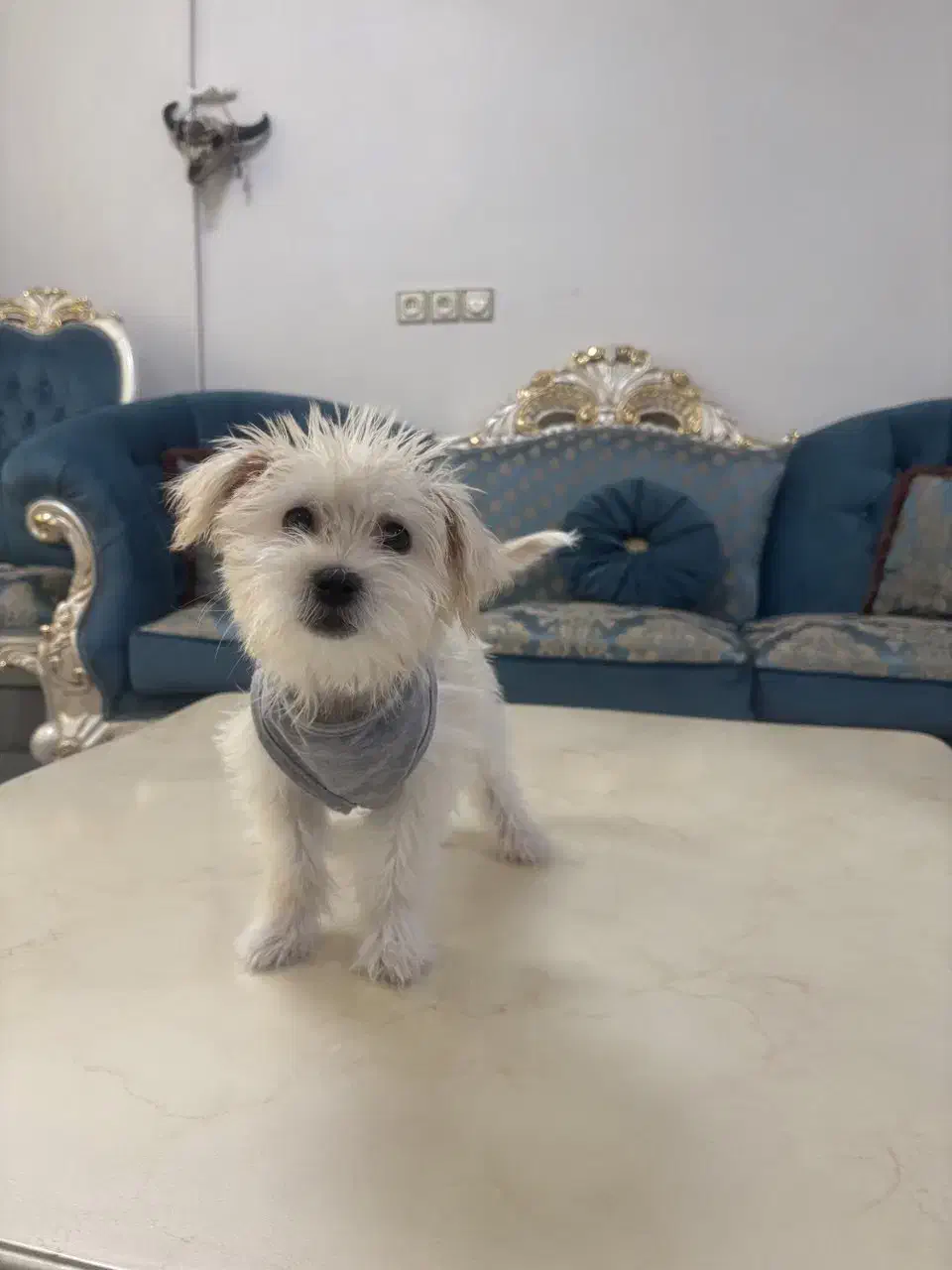 شیتزو تیریر ۵ ماهه دختر|سگ|تهران, ایران|دیوار