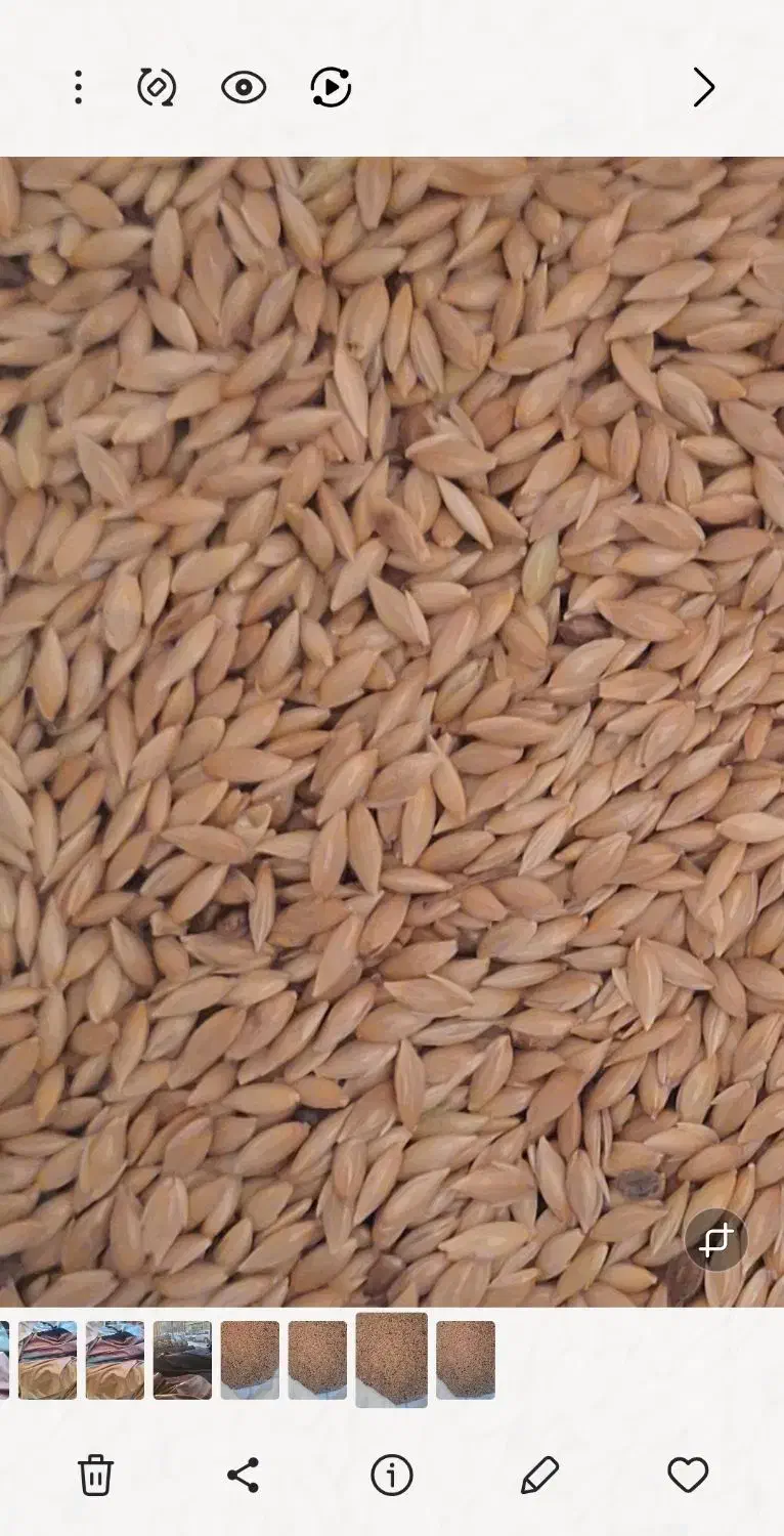 تخم کتان (قوش دنی) بوجاری شده|عمدهفروشی|اردبیل, |دیوار