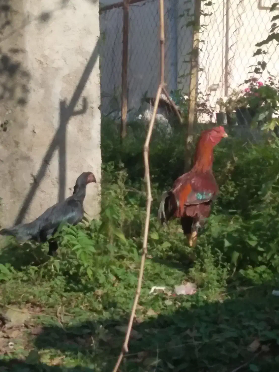 خروس و مرغ لاری|حیوانات مزرعه|توتکابن, |دیوار