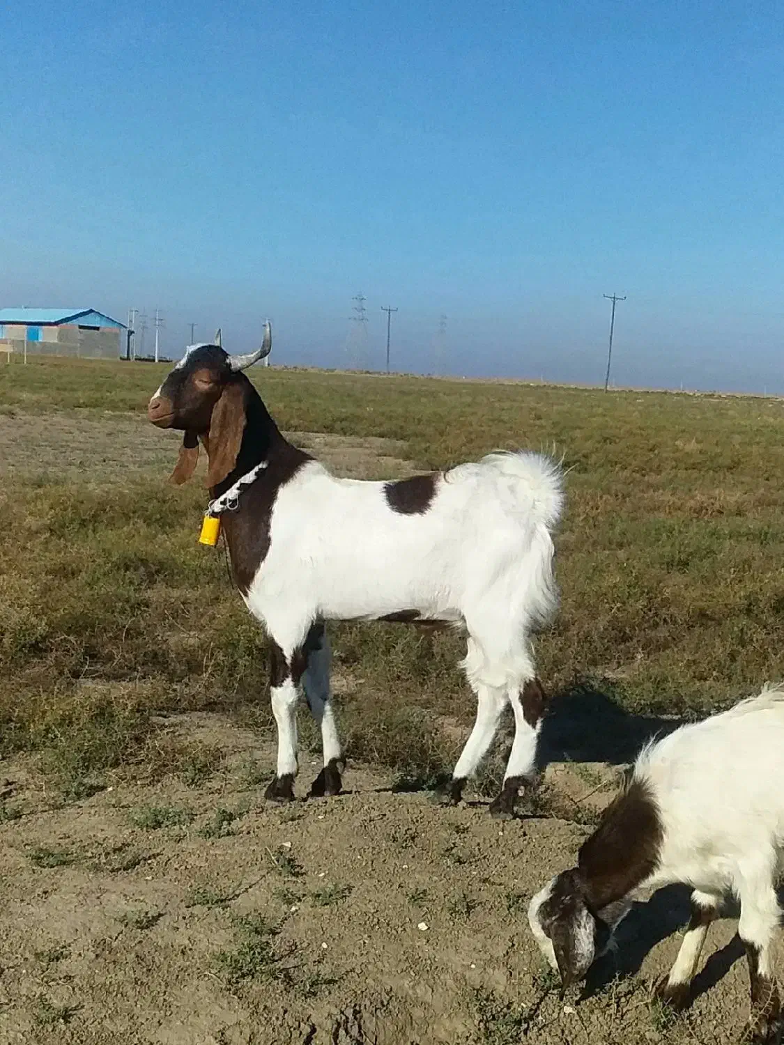 نر و مآده میباشند یک جفت|حیوانات مزرعه|گنبد کاووس, |دیوار