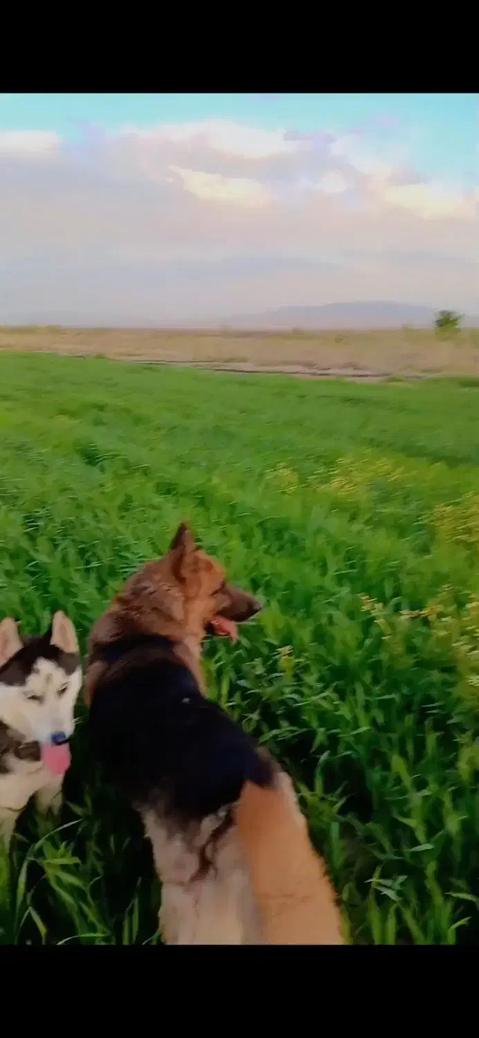 سگ ژرمن نر جنس دار|سگ|بوئین زهرا, |دیوار