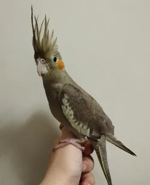 عروس هلندی|پرنده|لار, |دیوار