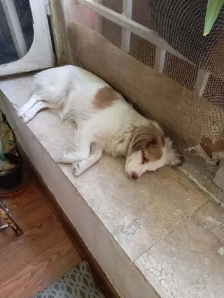 سلام واگذاری سگ نژاد آشپیتز هنوز توله هس|سگ|شیراز, محراب|دیوار