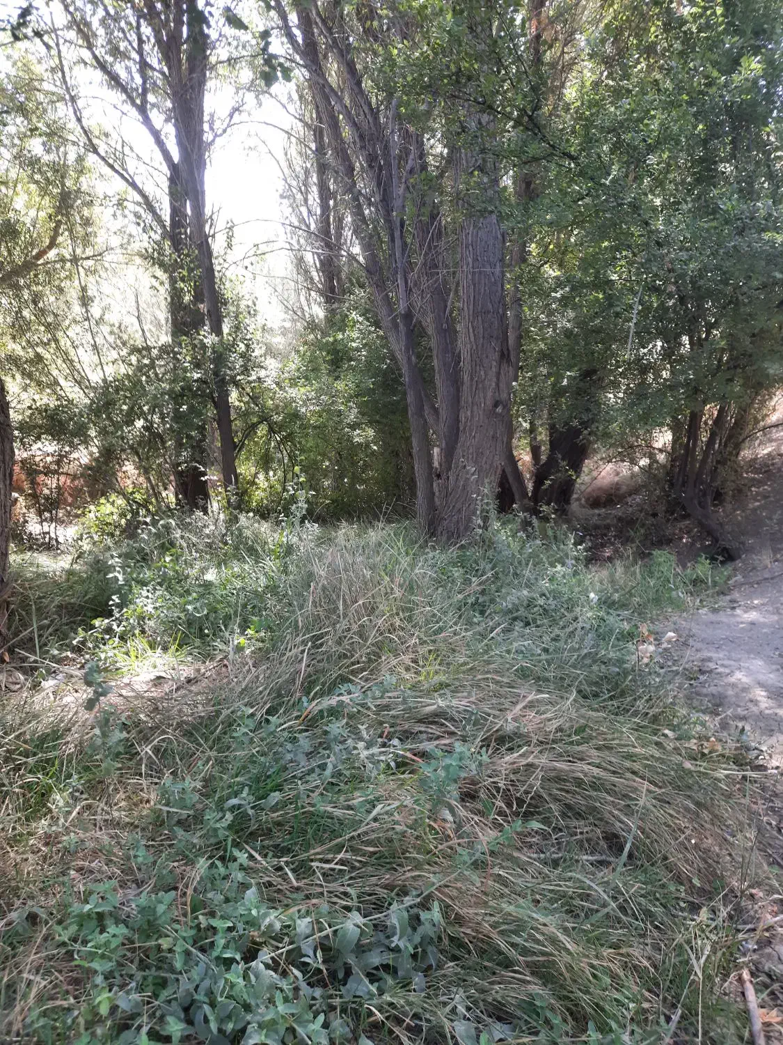 چوب بید و سپیدار|خدمات باغبانی و درختکاری|شیراز, شهرک والفجر|دیوار