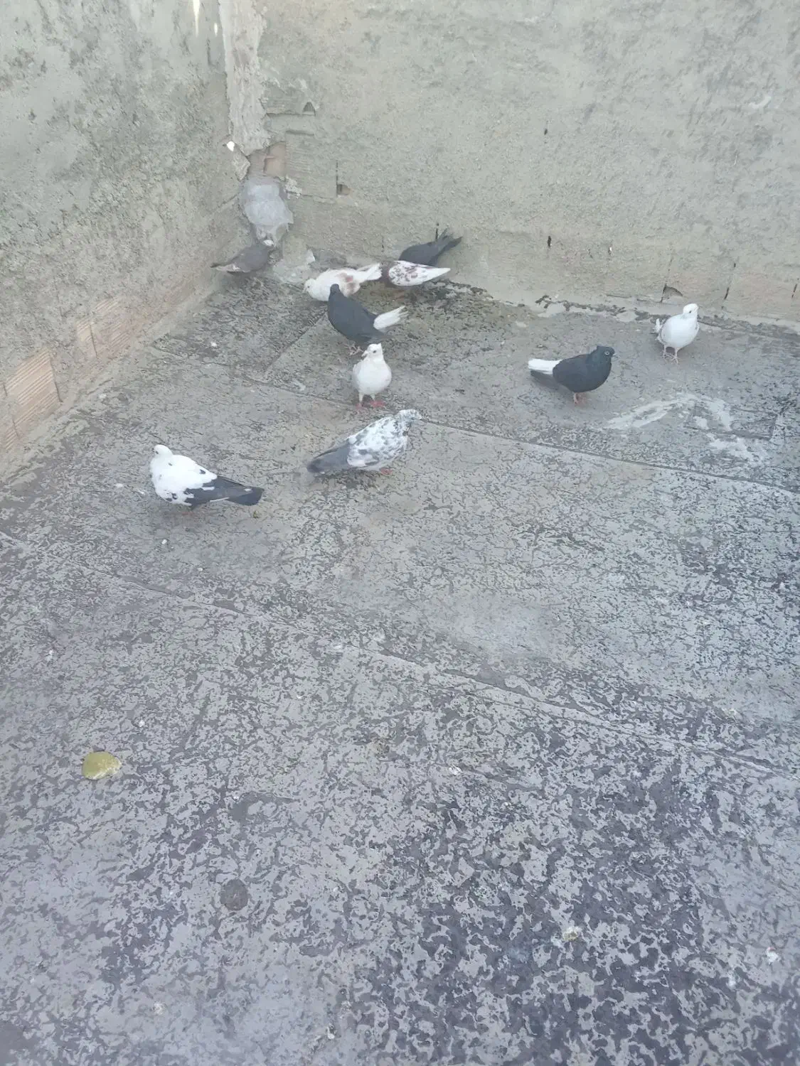 ی جفت زاغ دم سفید خوشگل|پرنده|شیروان (لرستان), |دیوار