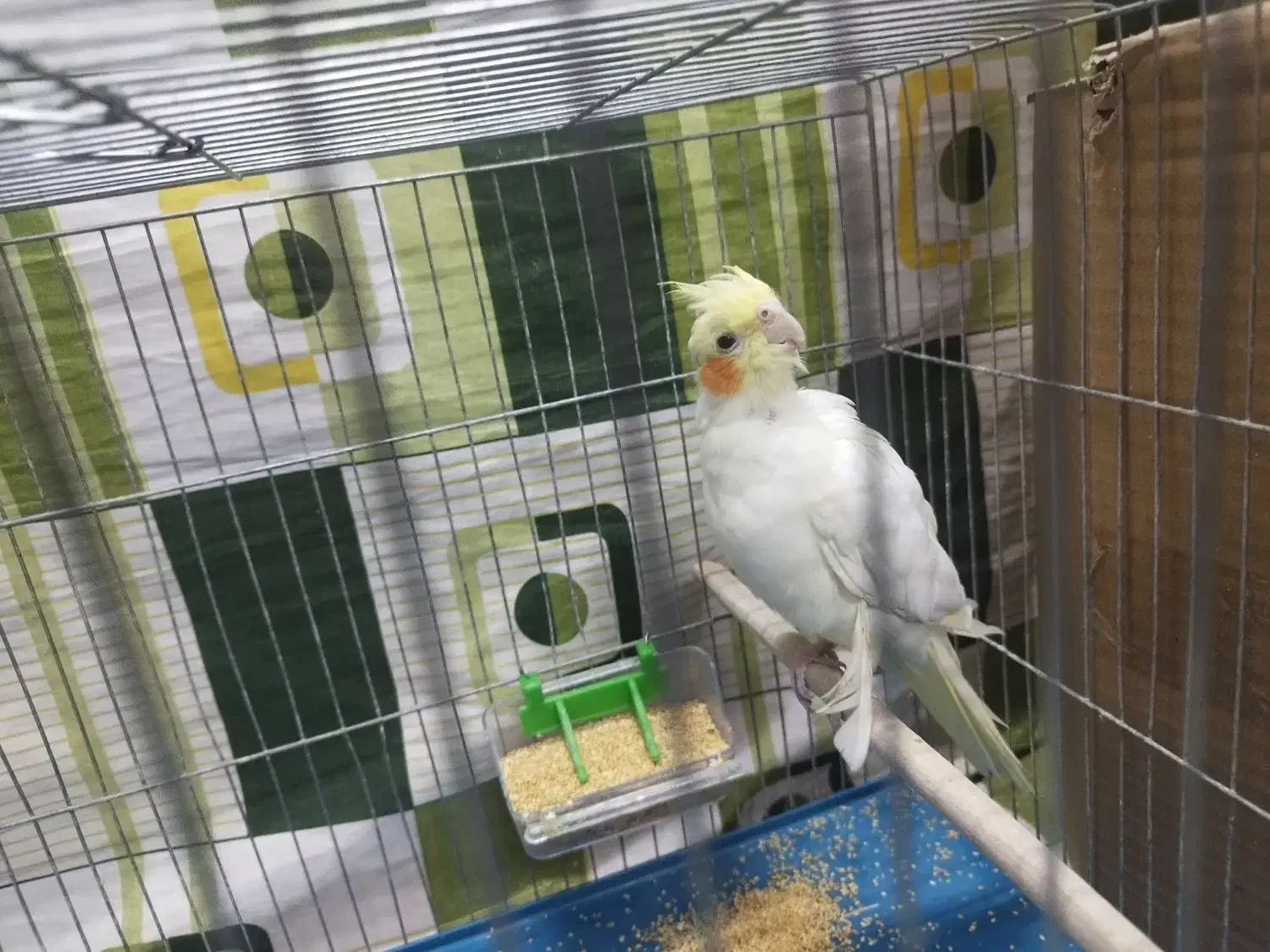 عروس هلندی نر|پرنده|زاهدان, |دیوار