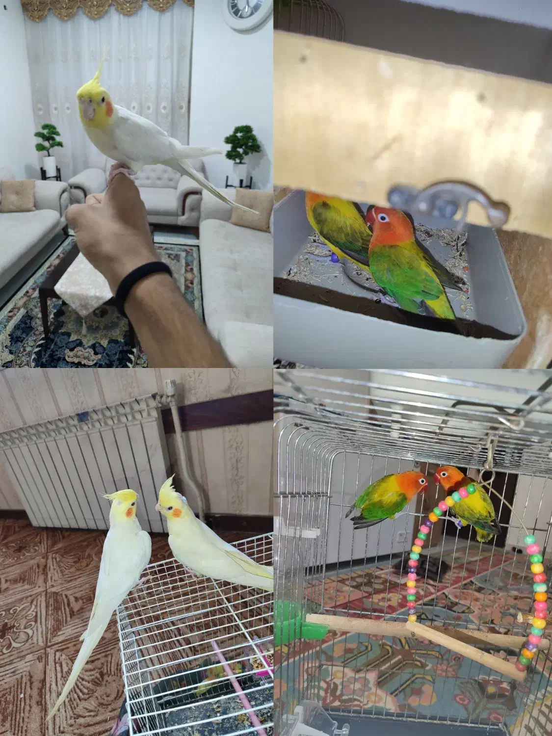 کوتوله برزیلی یویینگ با جوجه و عروس هلندی دستی .|پرنده|بندرعباس, |دیوار