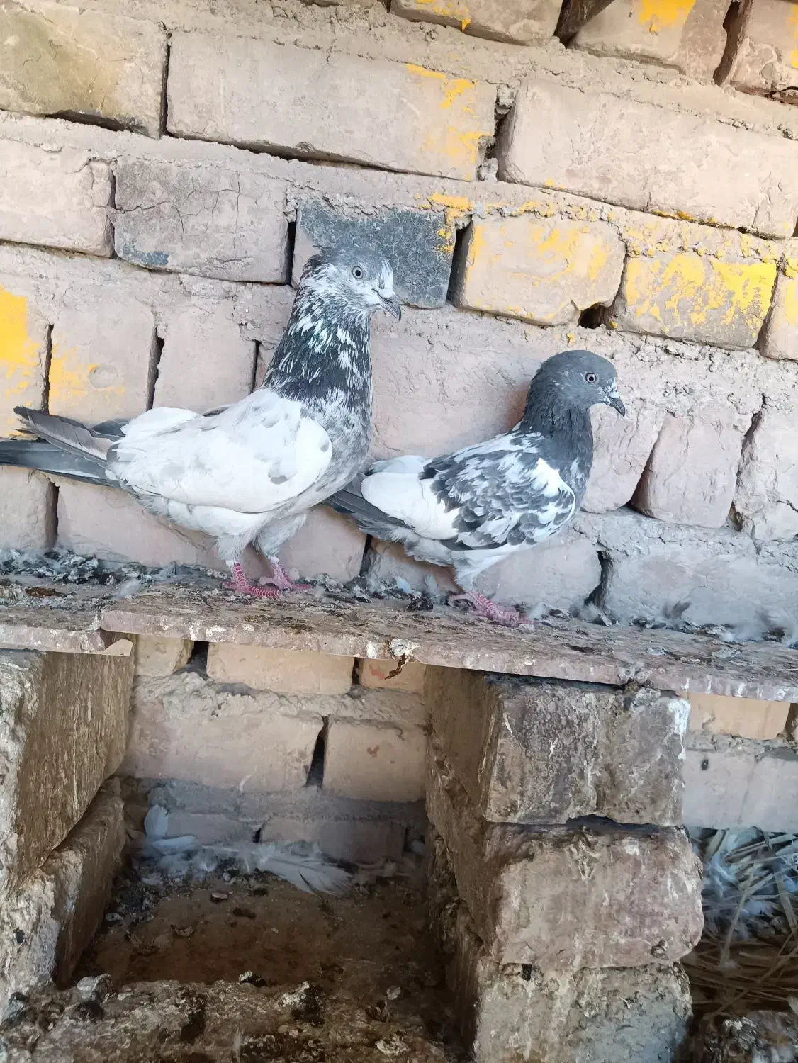 کفتر|پرنده|ایرانشهر, |دیوار