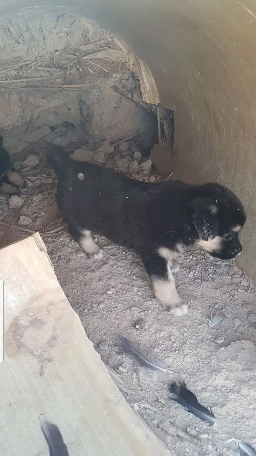 سه عدد توله|سگ|بندر ماهشهر, |دیوار